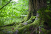 "Everything you see has its roots..."